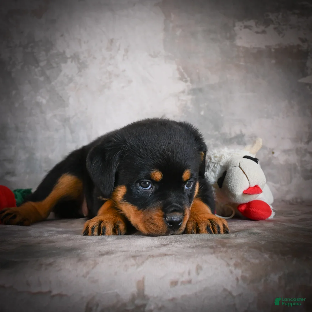 Rottweiler dogs for sale: Layla - Ad 2