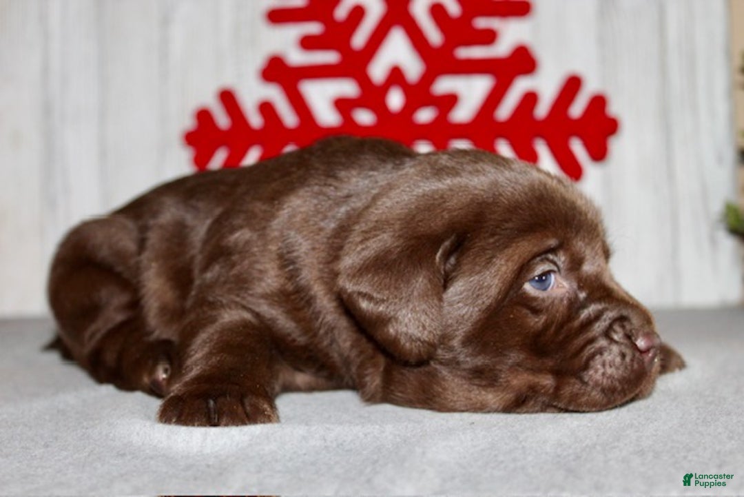 Labrador Retriever dogs for sale: Sparkle - Ad 5