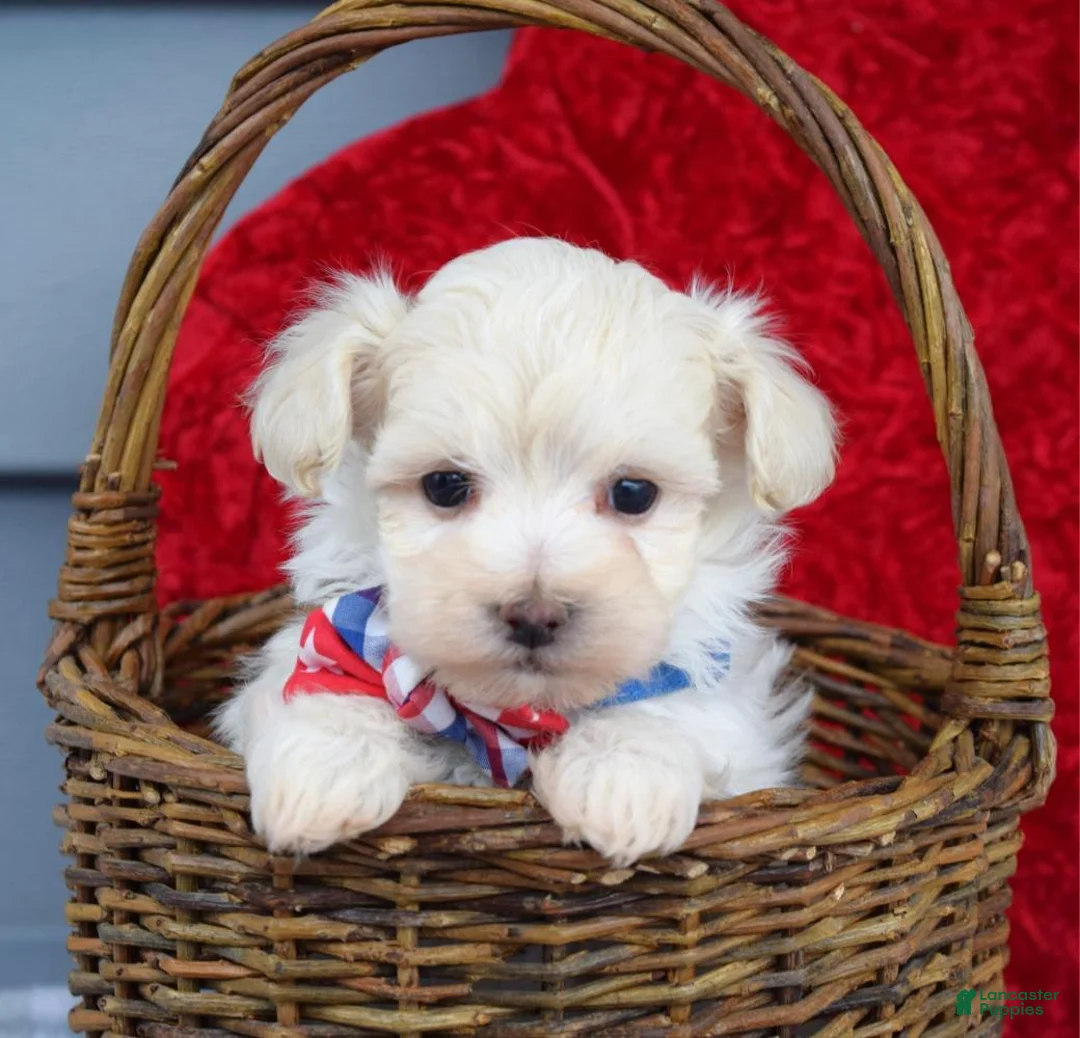 Maltipoo dogs for sale: Charlie  - Ad 4