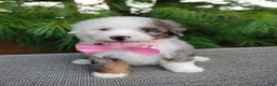 Bernedoodle dogs for sale: Biscoff  - Ad 3
