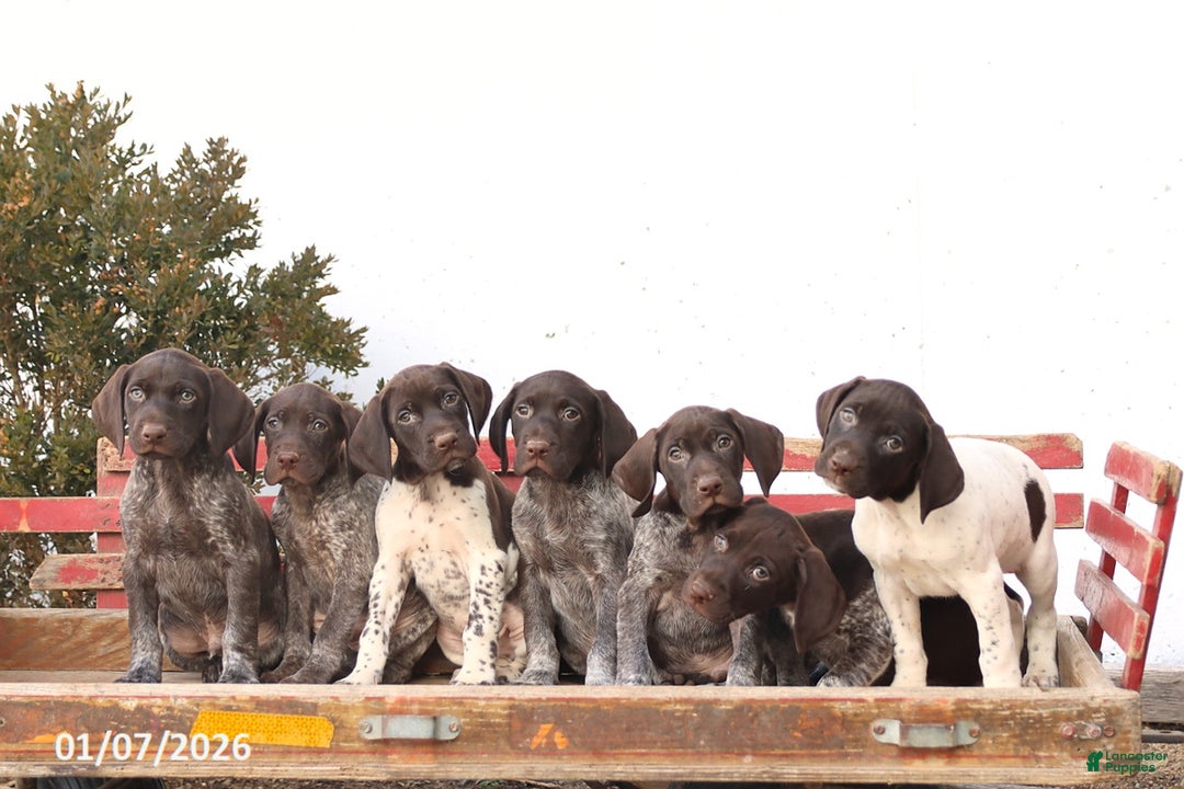 German Shorthaired Pointer dogs for sale: Graham - Ad 2