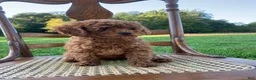 Toy Poodle dogs for sale: Elsa - Ad 3