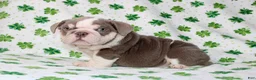 English Bulldog dogs for sale: Lucy - Ad 1
