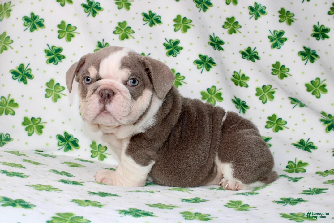 English Bulldog dogs for sale: Lucy - Ad 1