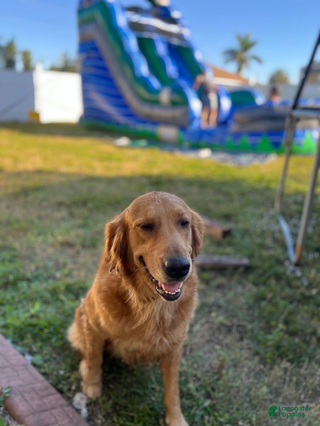 Goldendoodle dogs for sale: Goldendoodle Puppy 3 - Ad 7