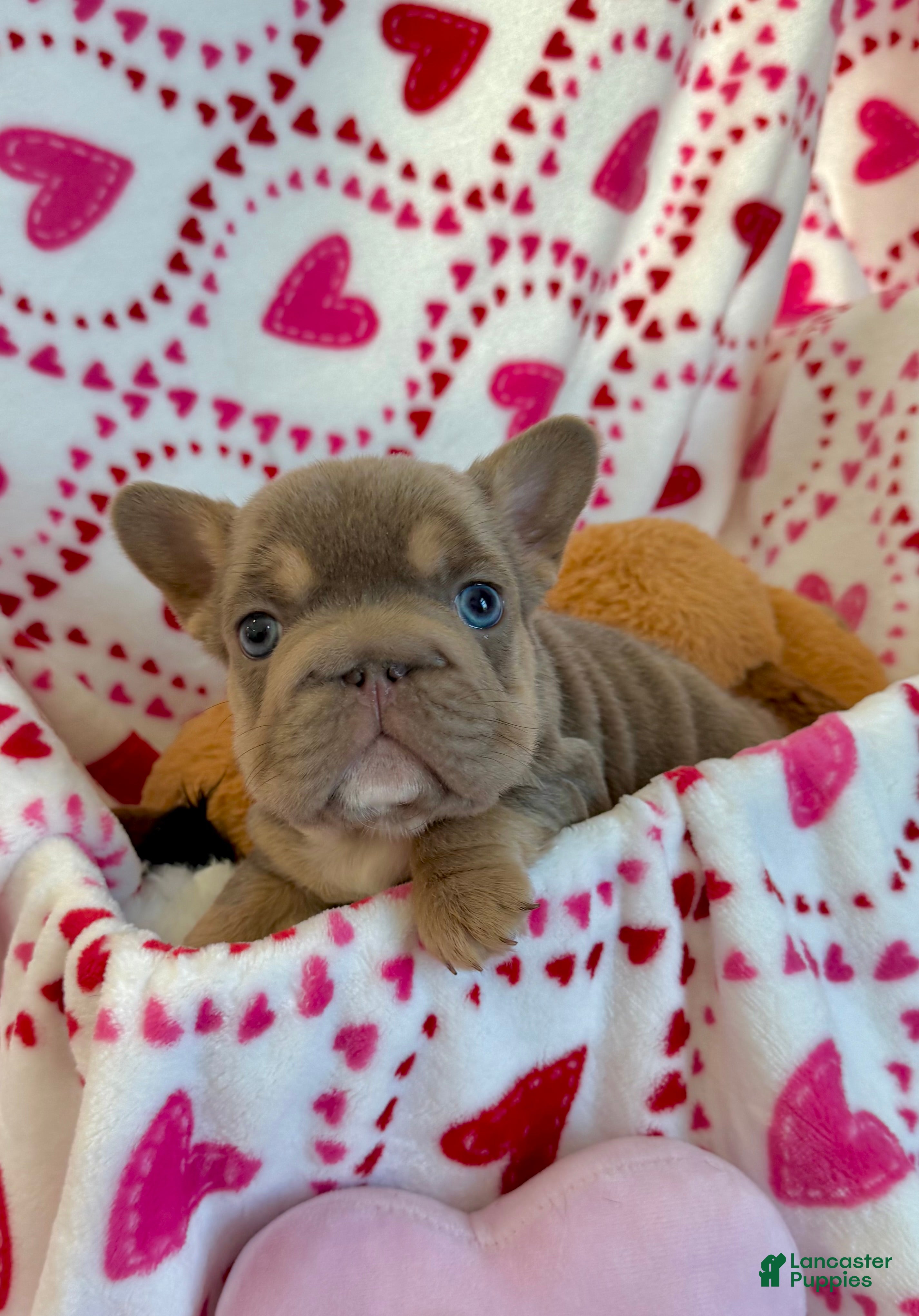 French Bulldog dogs French Bulldog Puppy 4 - Ad 1