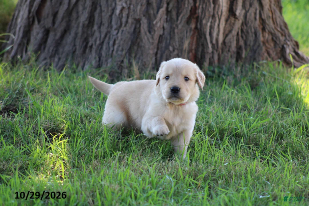 Golden Retriever dogs for sale: Boots - Ad 6