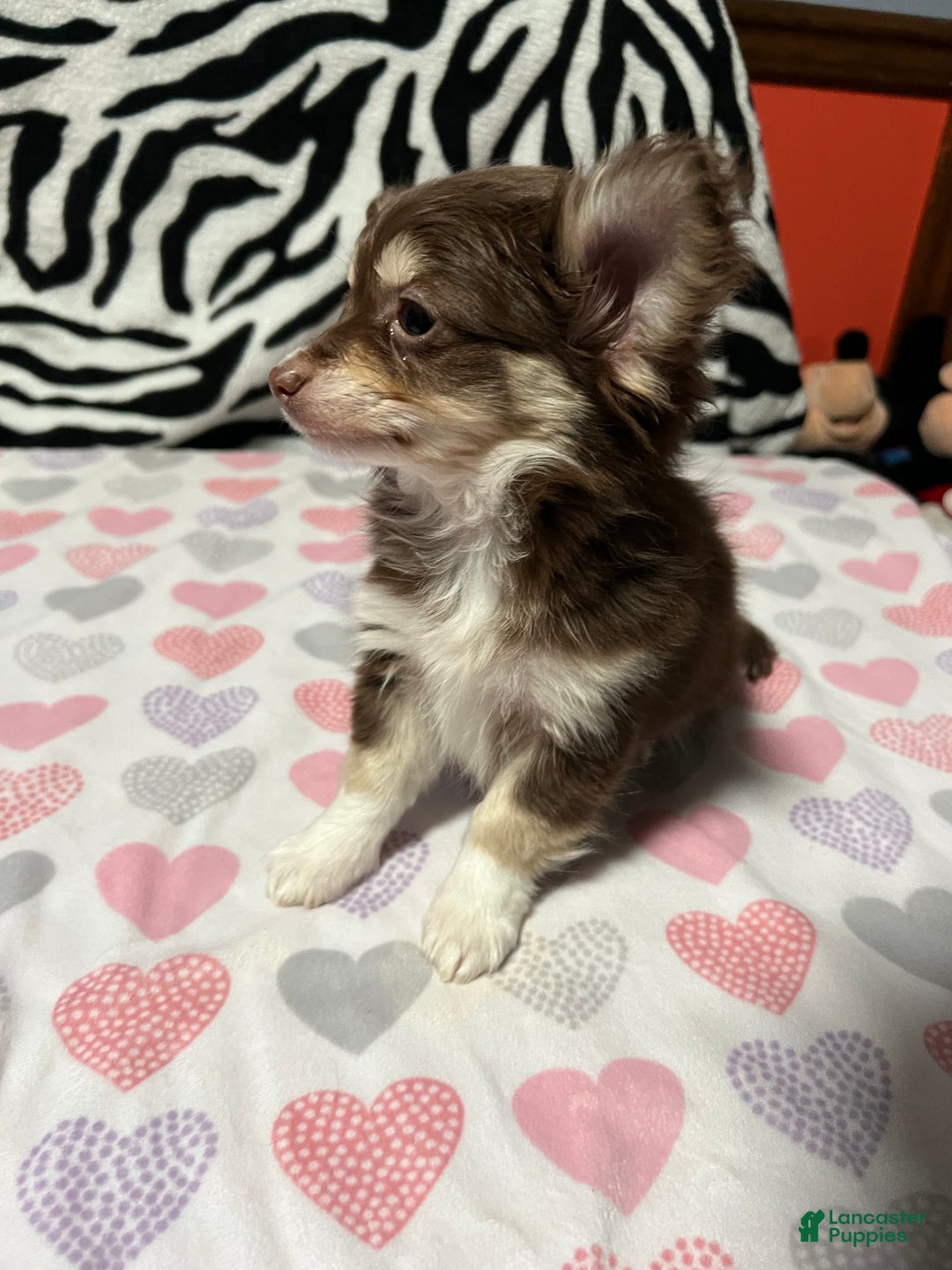 Papillon dogs for sale: Honey - Ad 5