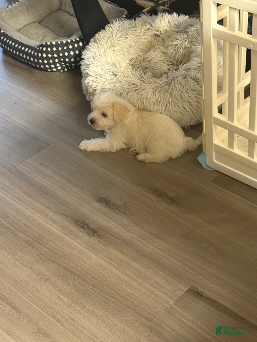 Mixed Breed dogs for sale: Yorkie Bichon Puppy 3 - Ad 1