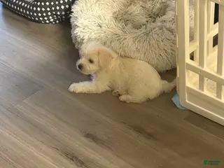 Mixed Breed dogs for sale: Yorkie Bichon Puppy 3 - Ad 1