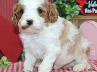 Cavapoo dogs Flint - Ad 29