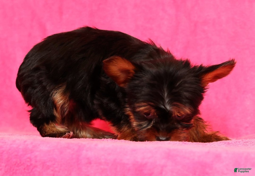 Yorkshire Terrier dogs for sale: Frisky - Ad 9