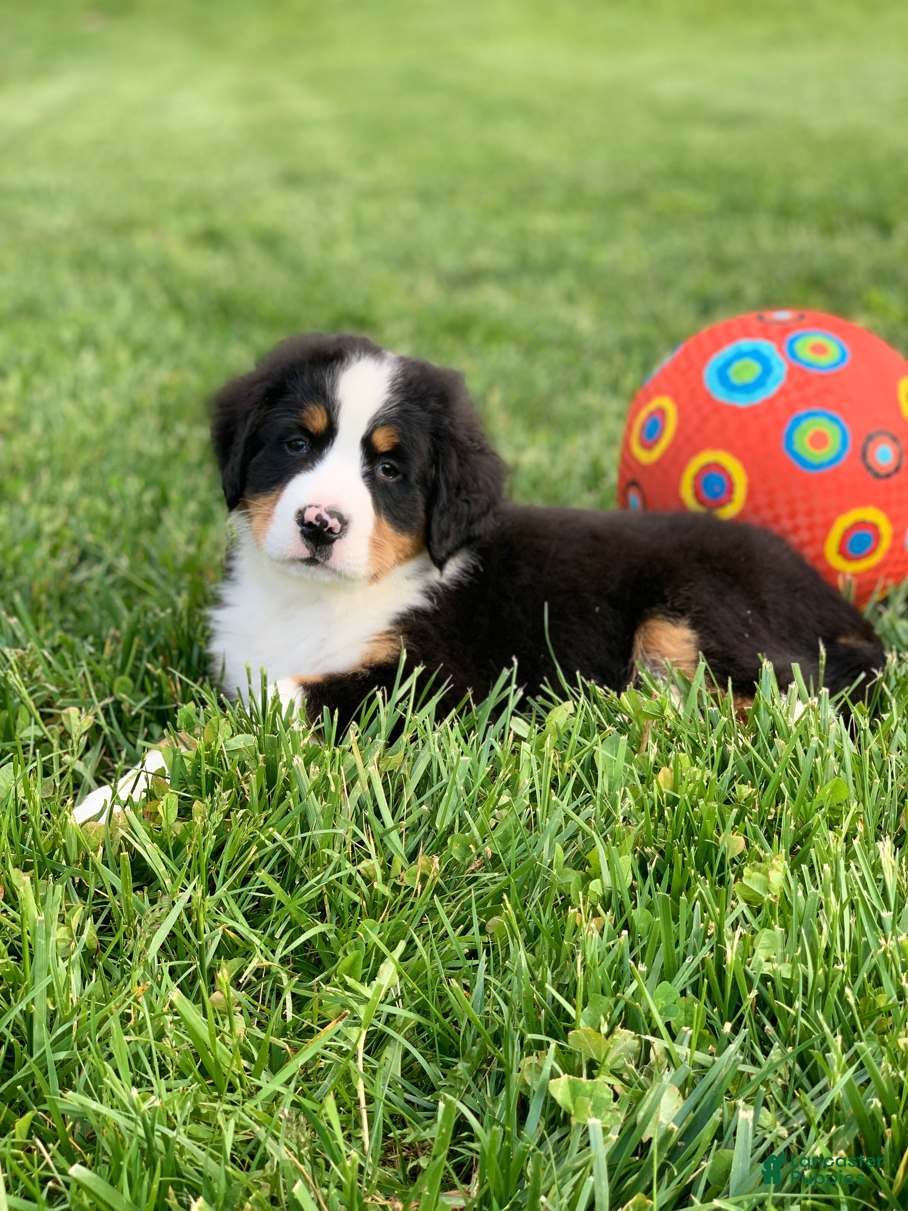 Bernese Mountain Dog dogs for sale: Arctic - Ad 2