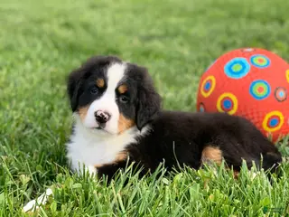 Bernese Mountain Dog dogs for sale: Arctic - Ad 2