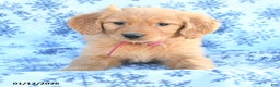 Golden Retriever dogs for sale: Lucky - Ad 2
