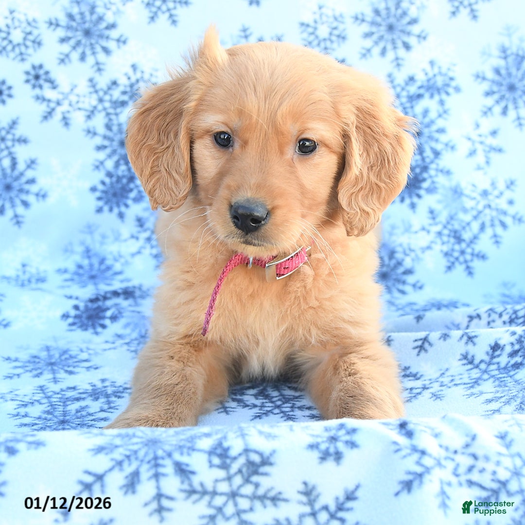 Golden Retriever dogs for sale: Lucky - Ad 2