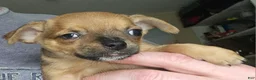 Chihuahua dogs for sale: Davey - Ad 1
