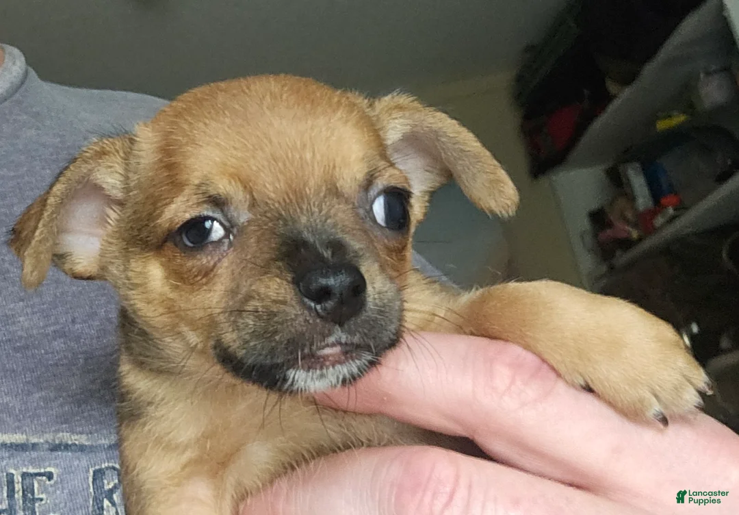 Chihuahua dogs for sale: Davey - Ad 1