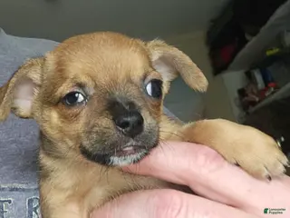 Chihuahua dogs for sale: Davey - Ad 3