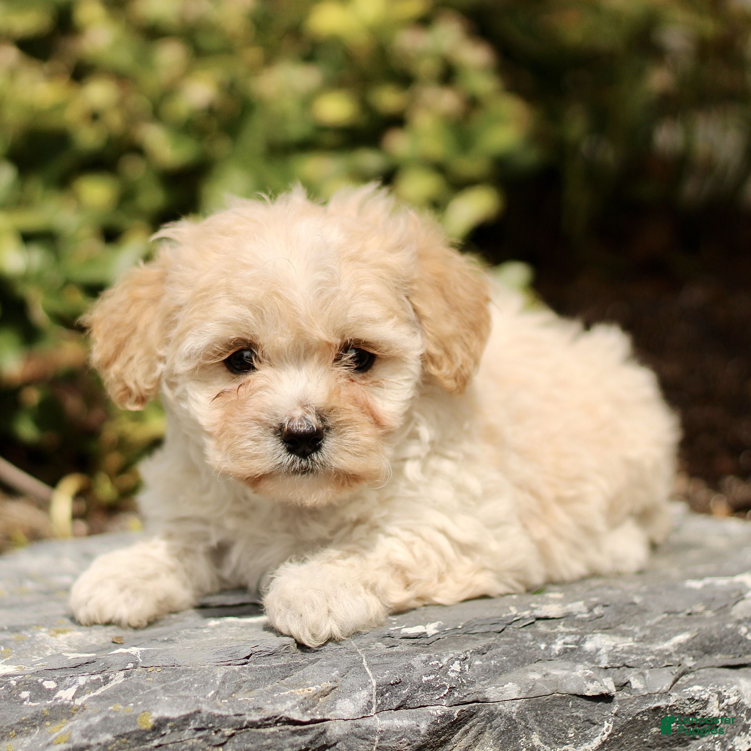Cavachon dogs Darcy  - Ad 2