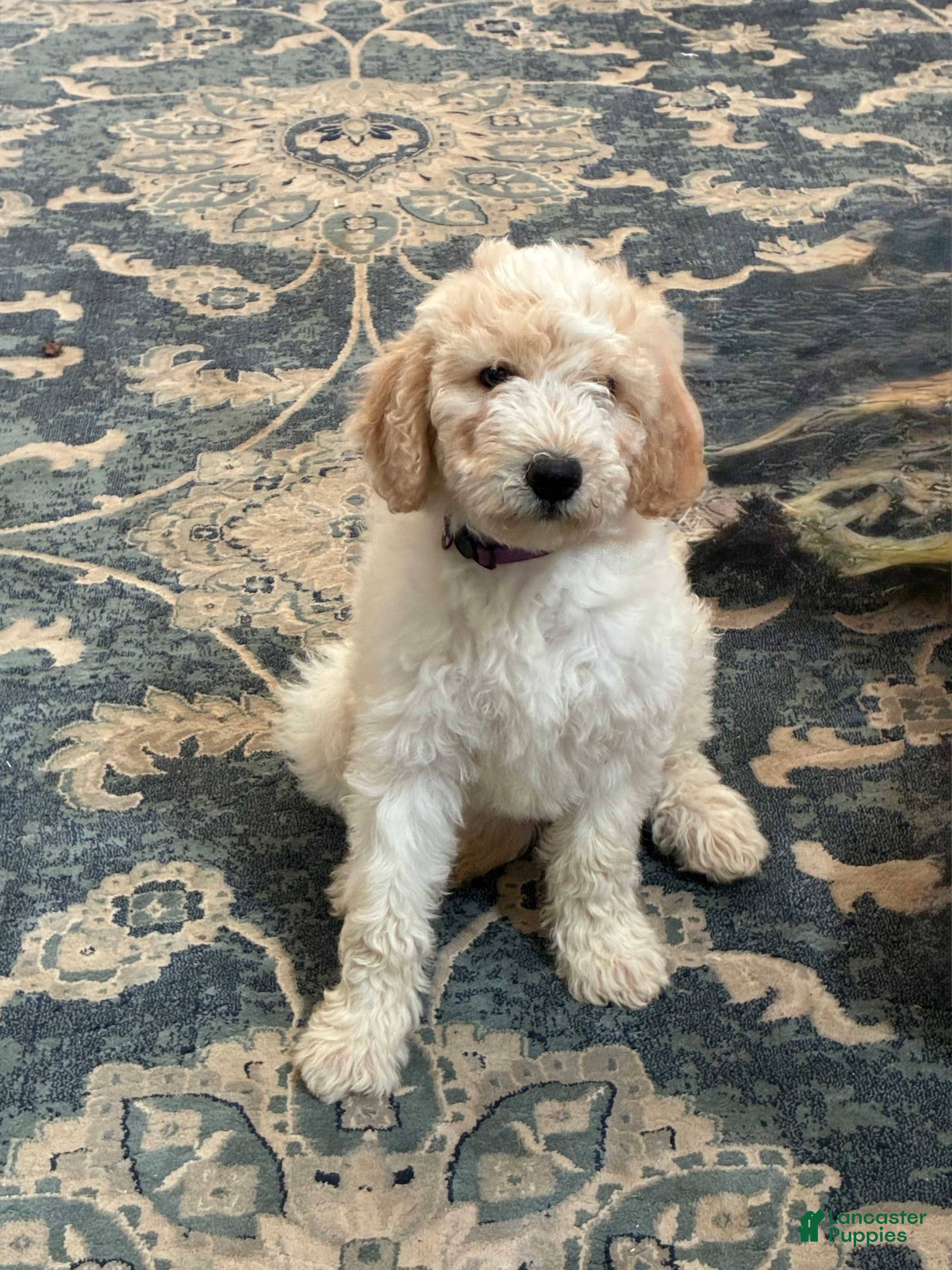 Aussiedoodle dogs Kira - Ad 13