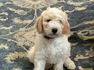 Aussiedoodle dogs Kira - Ad 3