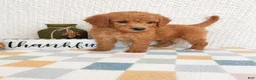 Mini Goldendoodle dogs for sale: Briar - Ad 5