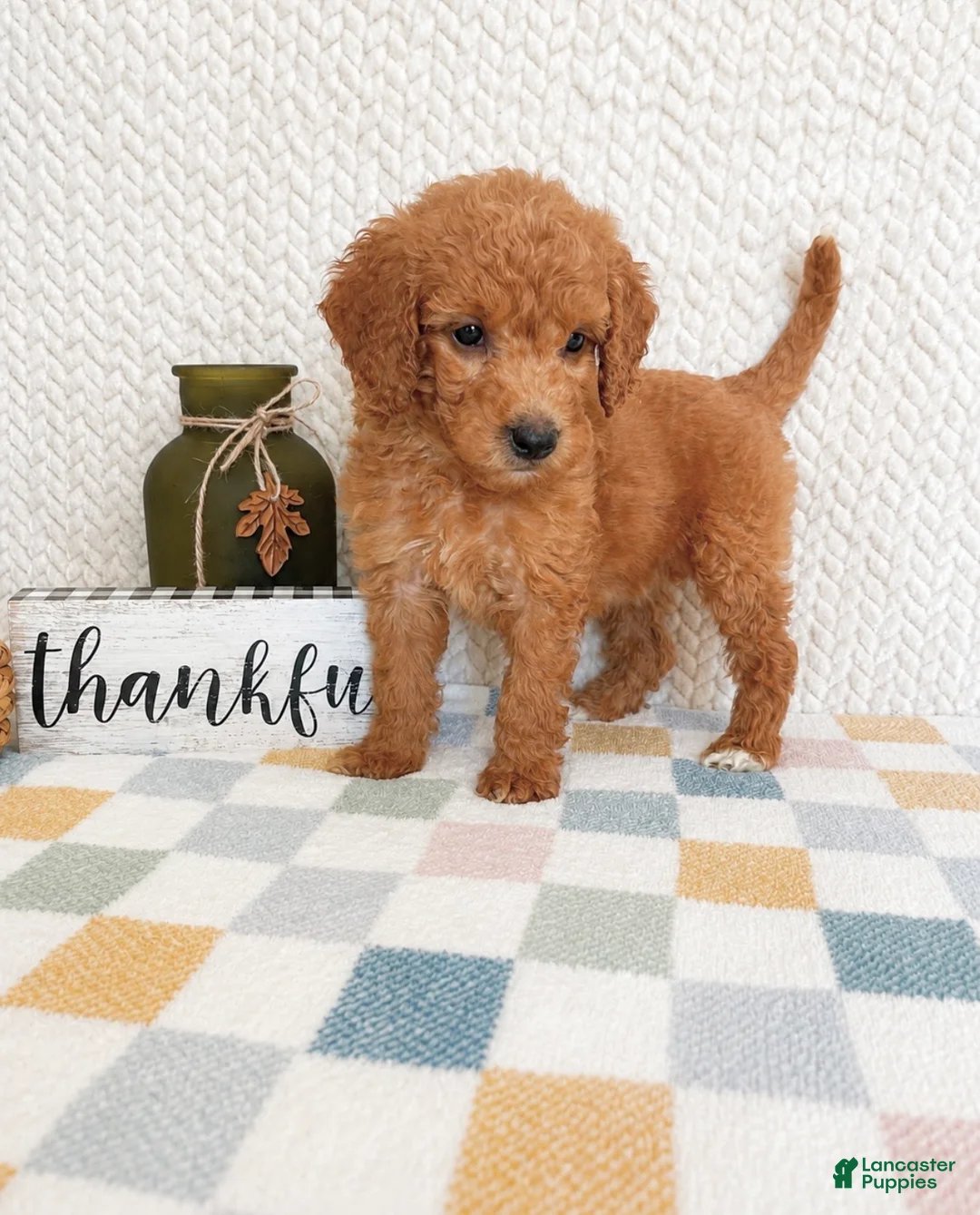 Mini Goldendoodle dogs for sale: Briar - Ad 5