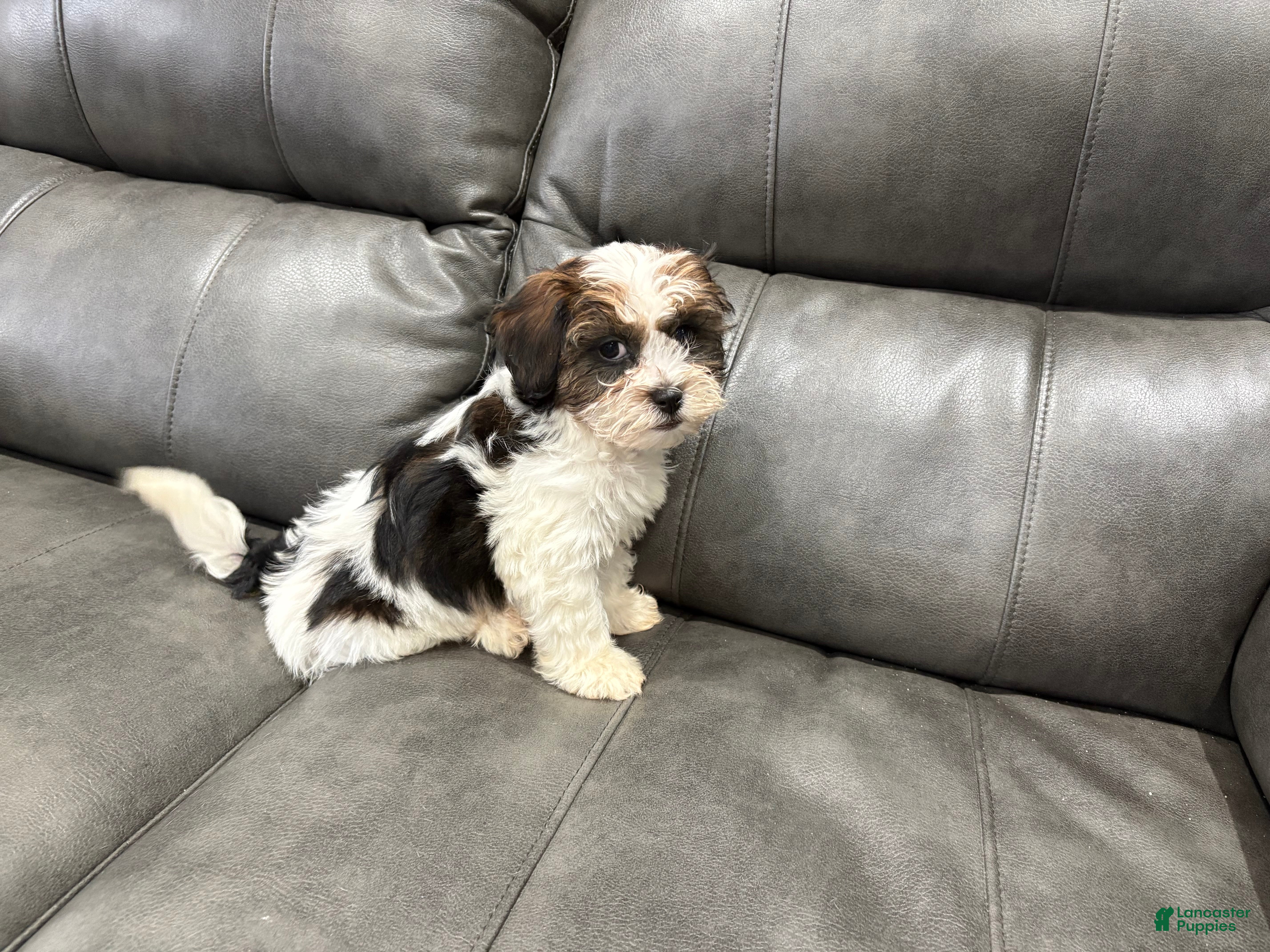 Teddy Bear dogs Teddy Bear  - Ad 2