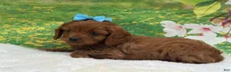 Cavapoo dogs for sale: Redford - Ad 3