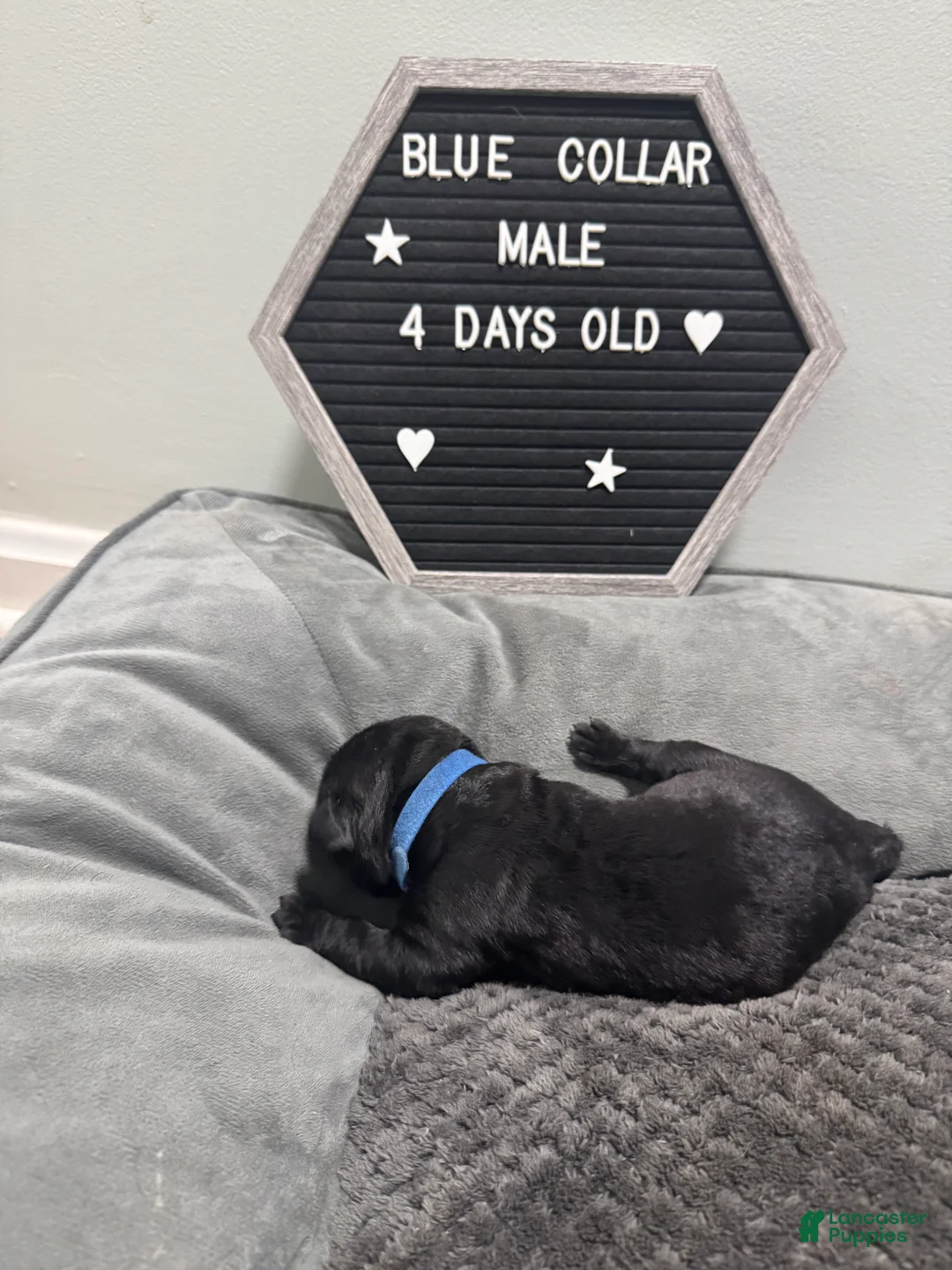 Cane Corso dogs for sale: Debonair  - Ad 2