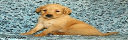Golden Retriever dogs for sale: Houston - Ad 2