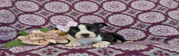 Boston Terrier dogs for sale: Savanna - Ad 5