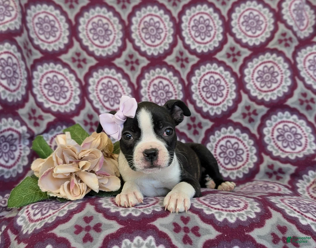 Boston Terrier dogs for sale: Savanna - Ad 5