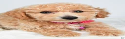 Bichpoo dogs for sale: Serena - Ad 6
