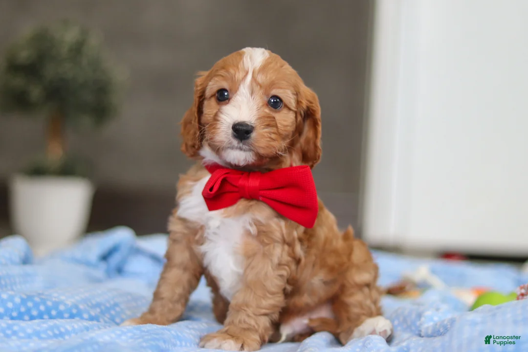 Cavapoo dogs for sale: Rocky - Ad 3
