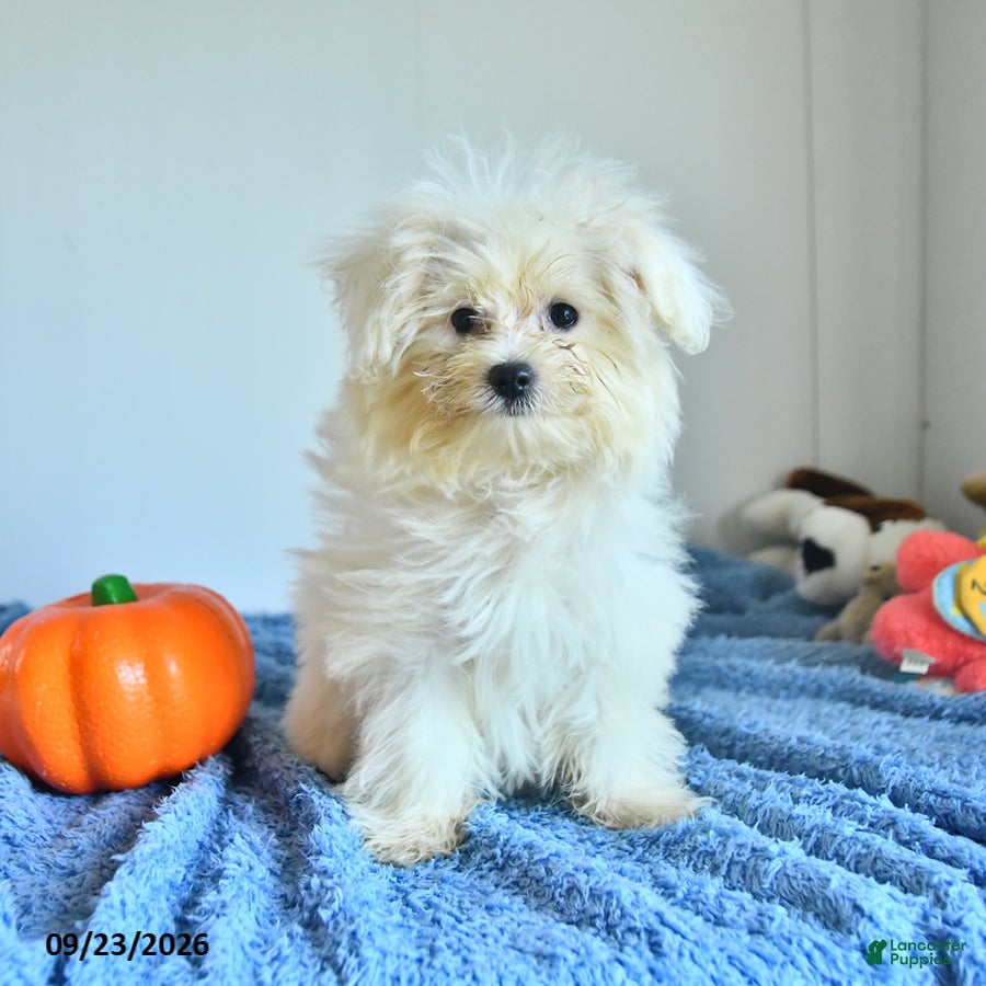 Pomapoo dogs Hermione - Ad 1