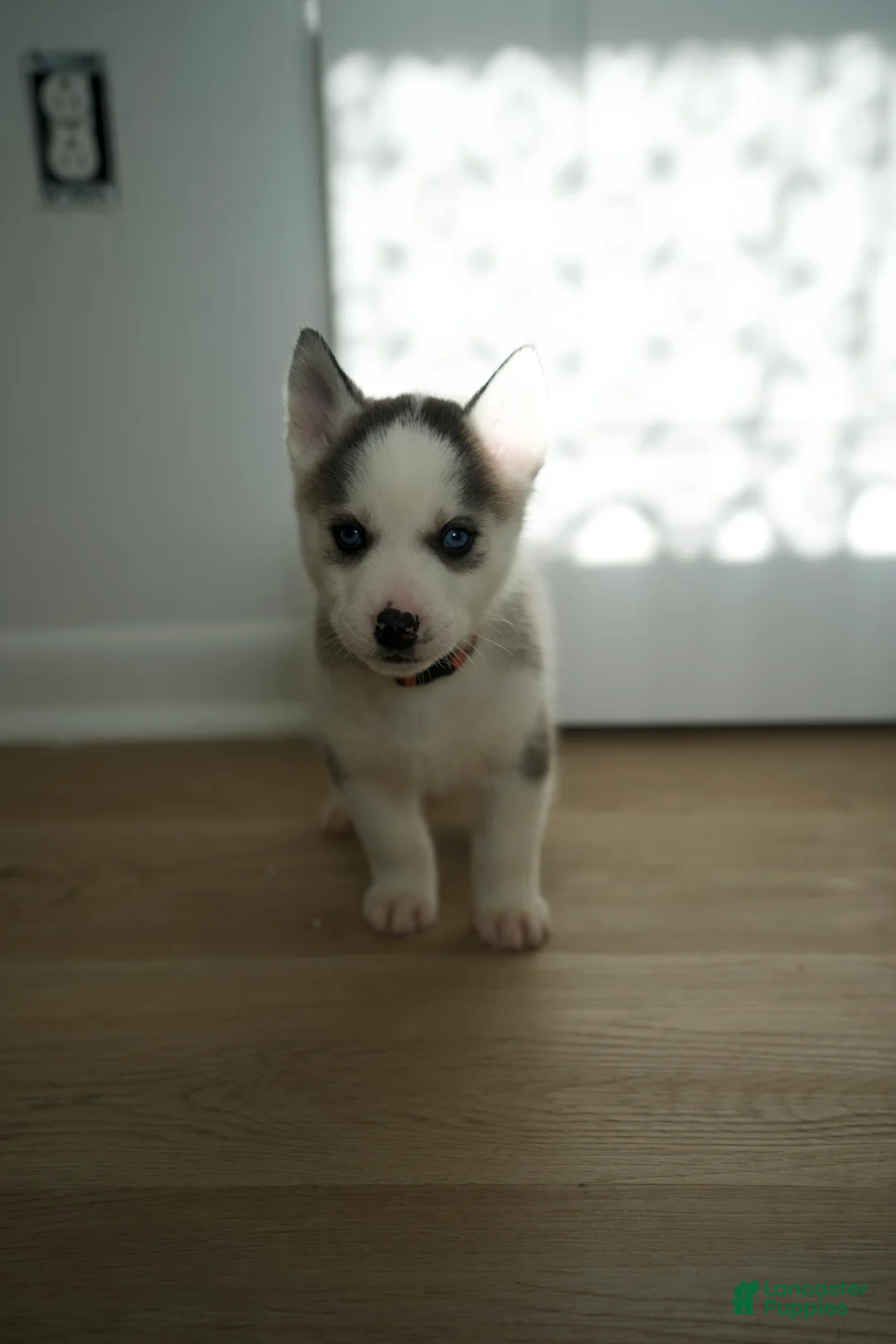 Mixed Breed dogs for sale: Yogee - Ad 2