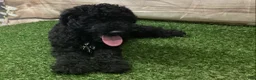 Kerry Blue Terrier dogs for sale: Alvin - Ad 3