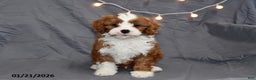 Cavapoo dogs for sale: Midnight - Ad 4