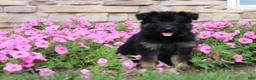 German Shepherd dogs for sale: Hope - Ad 3
