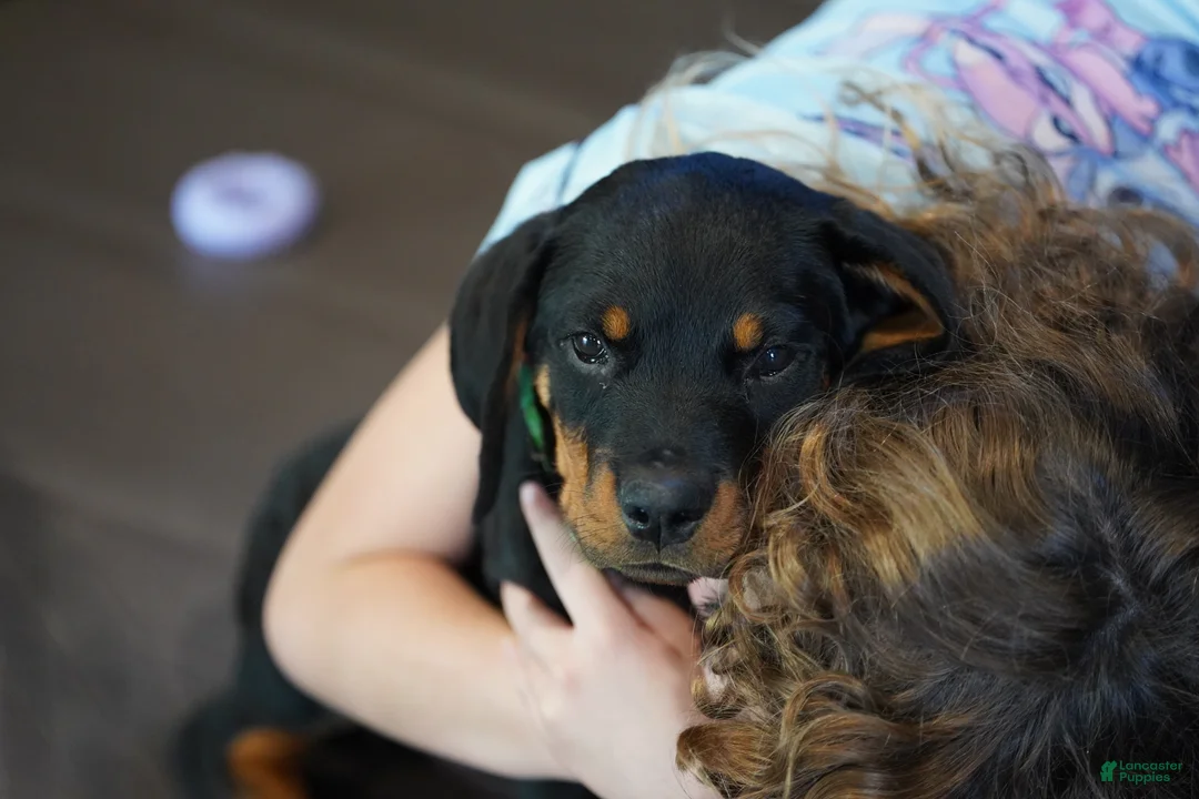 Rottweiler dogs for sale: Vermithor - Ad 1
