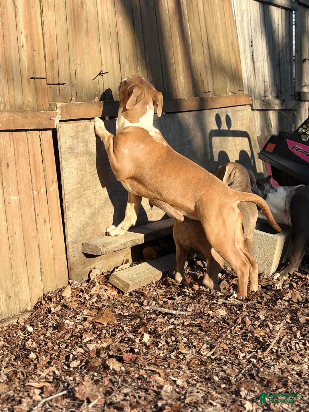 American Bully dogs for sale: Xena - Ad 5