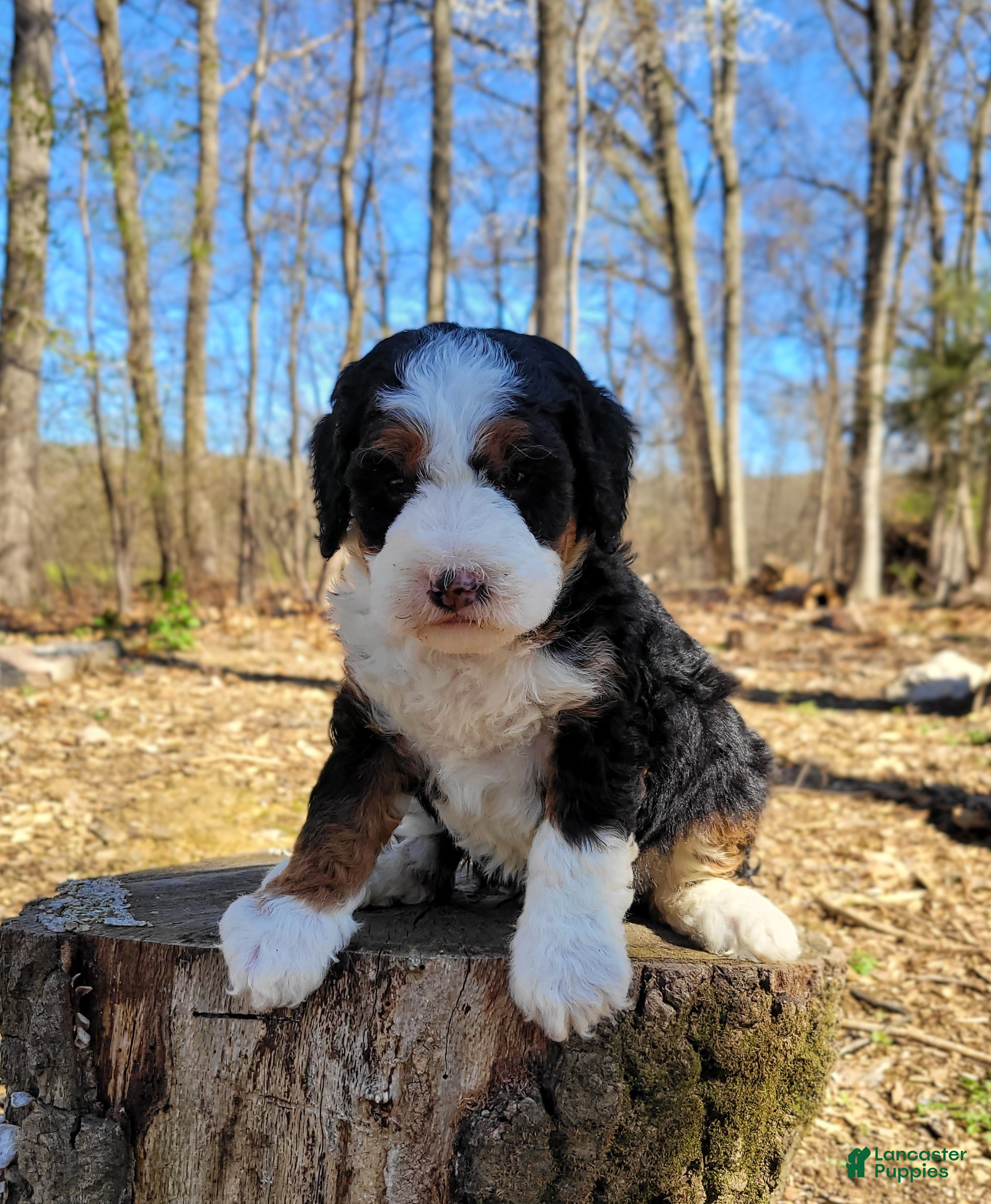 Mini Bernedoodle dogs Elma - Ad 26