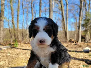 Mini Bernedoodle dogs Elma - Ad 26