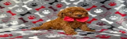 Mini Goldendoodle dogs for sale: Smokey - Ad 2