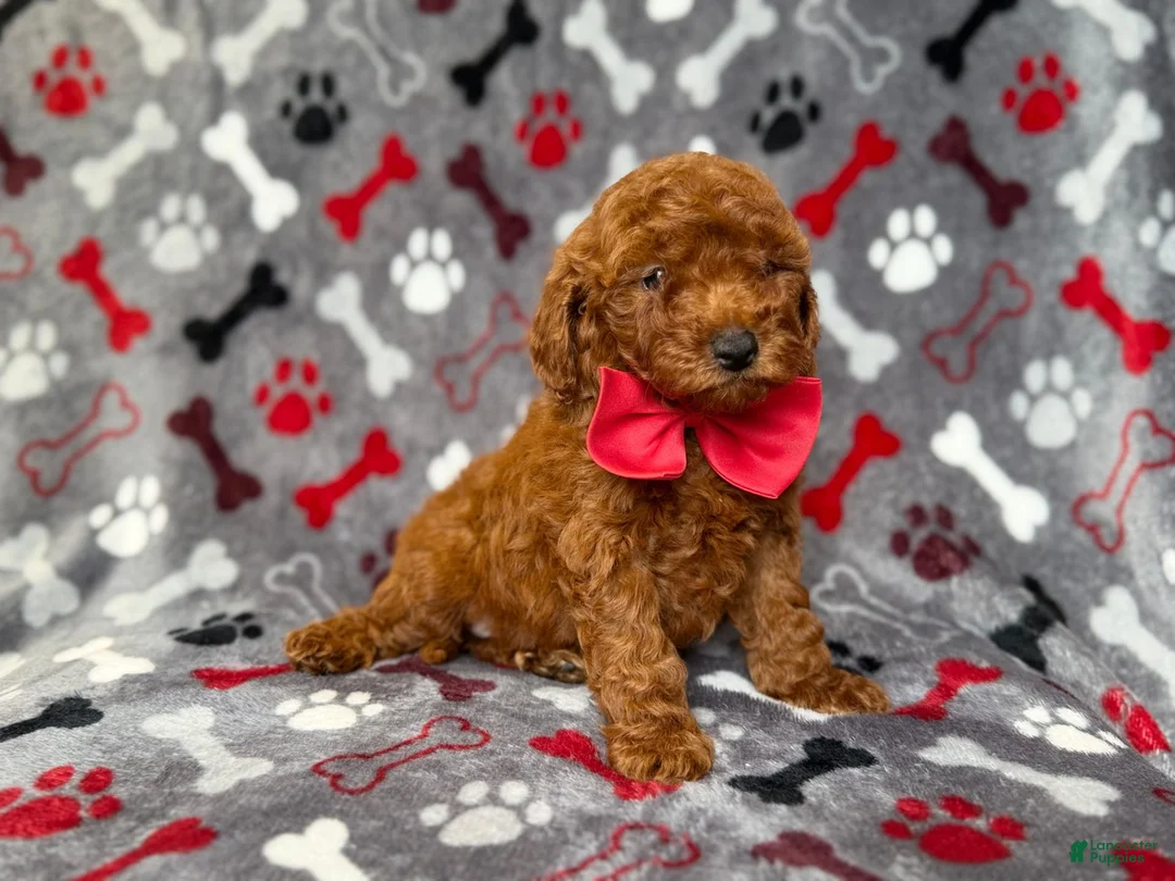 Mini Goldendoodle dogs for sale: Smokey - Ad 2