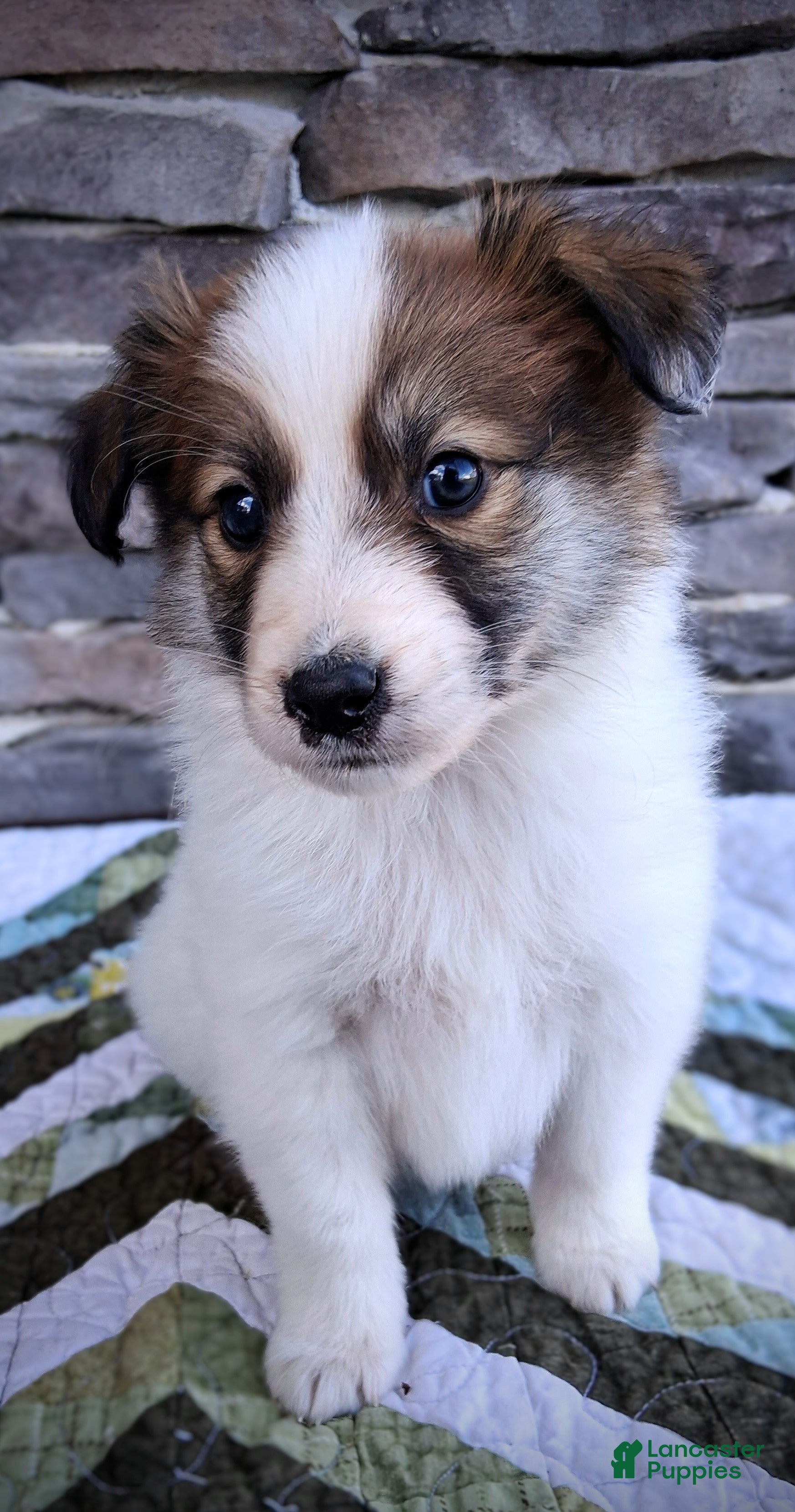 Scotch Collie dogs for sale: Lucky  - Ad 3