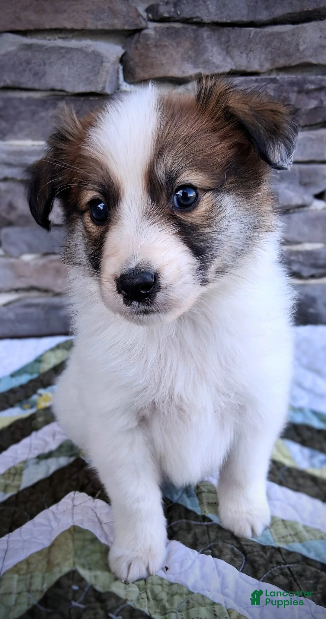 Scotch Collie dogs for sale: Lucky  - Ad 1