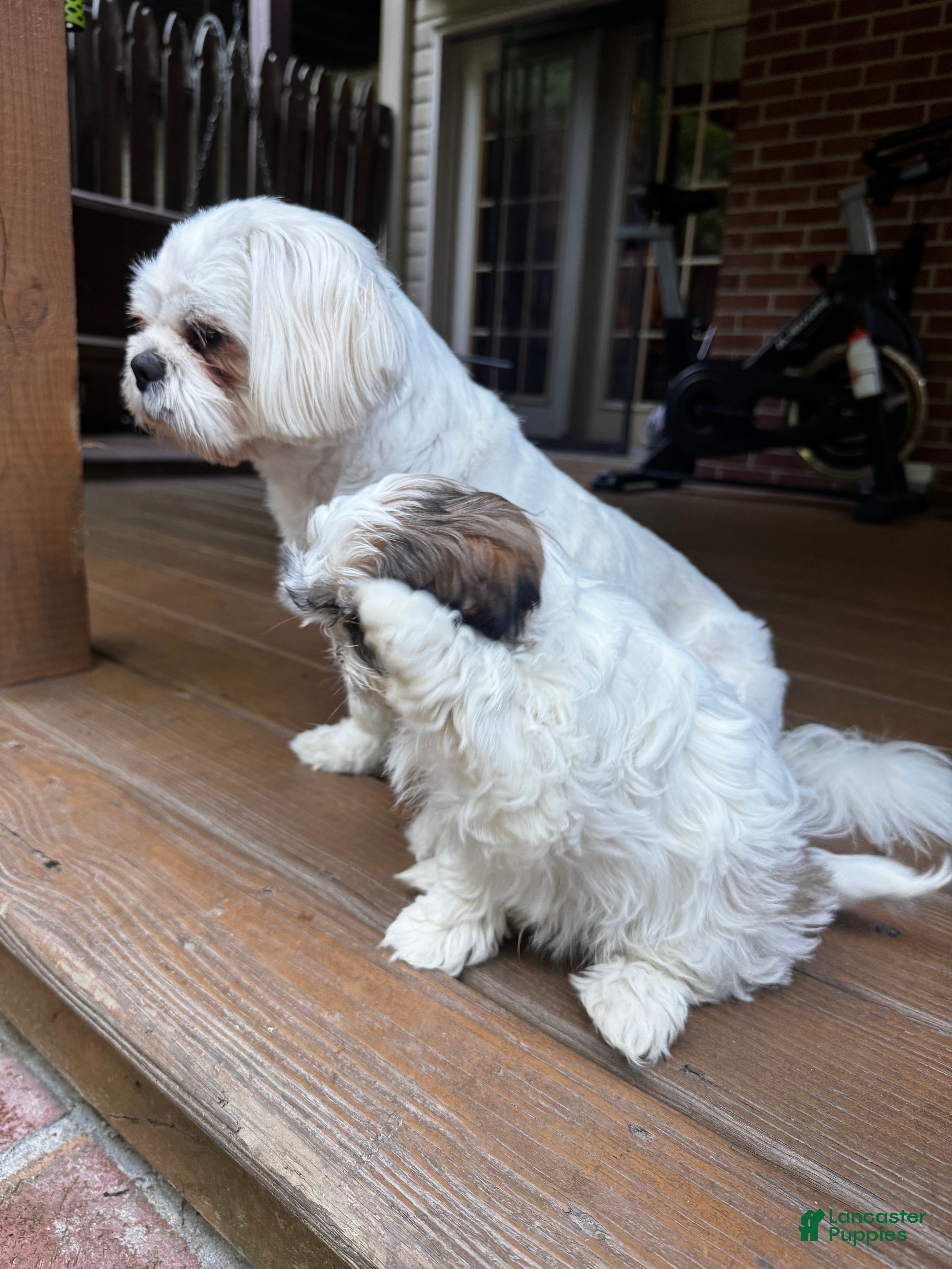 Shih Tzu dogs for sale: Jin - Ad 3